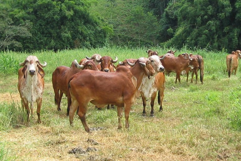 Novo software reduz consanguinidade e acelera ganho genético no Gir Leiteiro
