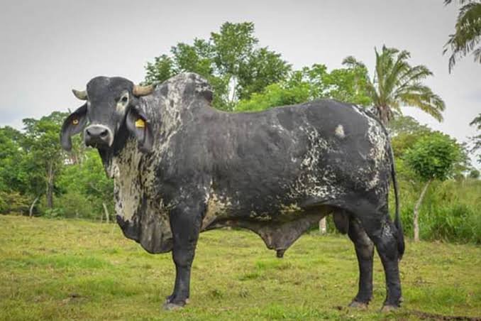 Raça Sardo Negro: conheça o gado mexicano de origem brasileira
