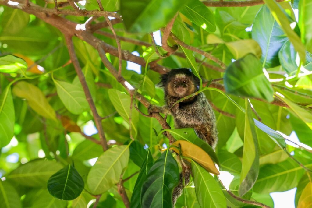 Sagui escondido entre galhos na Floresta da Nasaré. A sombra das árvores ameniza o calor nos dias mais quentes
