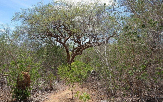 COP da Desertificação chega à Mongólia, onde problema é grave