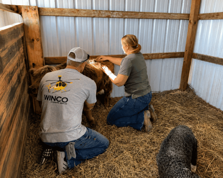 Mini vacas viram fenômeno e mudam rotina de veterinários