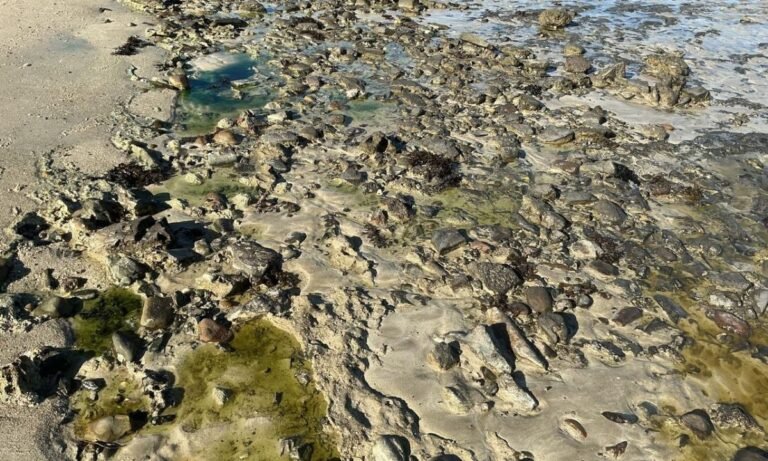 Prefeitura de Salvador prorroga situação de emergência da praia de São Tome de Paripe; área está contaminada há seis meses