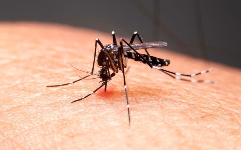 Chikungunya cresce na Bahia em 2026 e casos aumentam mais de 280% em relação ao mesmo período do ano anterior