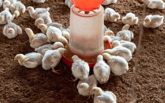 Língua biônica da USP identifica gripe aviária em até 6 minutos