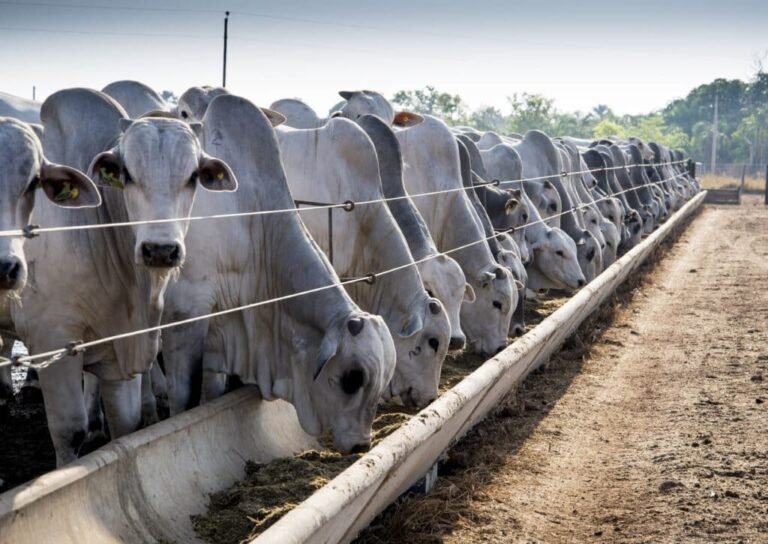 Carne mais cara? Arroba sobe e pressão pode chegar ao consumidor