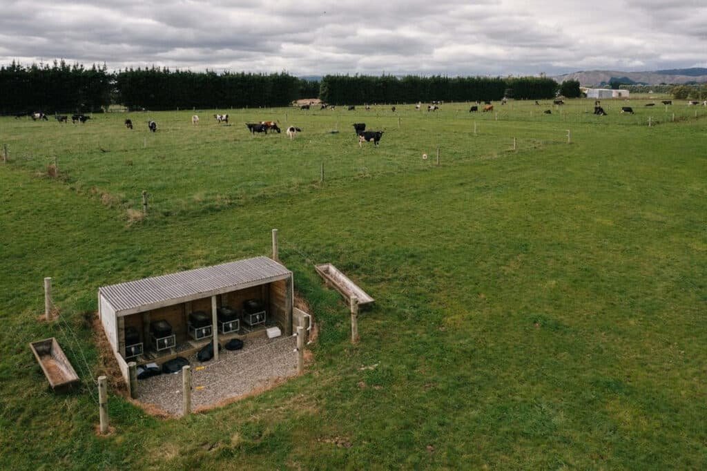 Rebanho de vacas leiteiras distribuído em área de pastagem usada em pesquisa agropecuária.