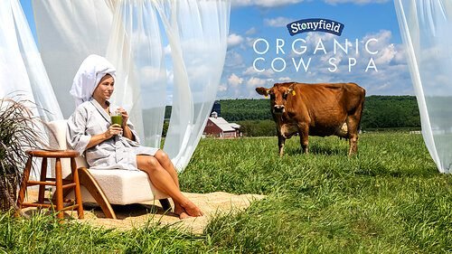 Spa de vacas cobra R$ 610 para humanos viverem como o rebanho
