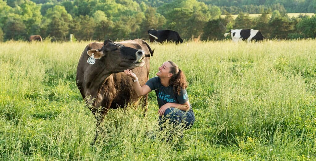 Visitante interage com bezerro durante experiência do Organic Cow Spa nos Estados Unidos.