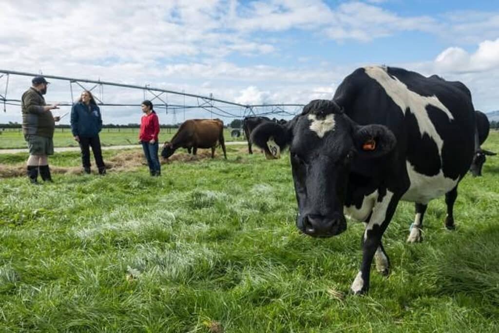 Vaca leiteira em pastagem durante pesquisa sobre alimentação do rebanho e qualidade do leite.
