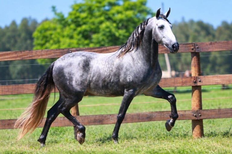 Cavalo brasileiro vira gigante e supera 800 mil registros