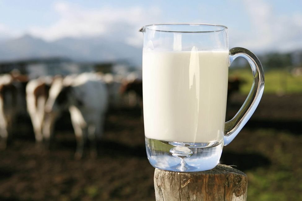 Qualidade do leite pode sofrer impacto da alimentação das vacas.