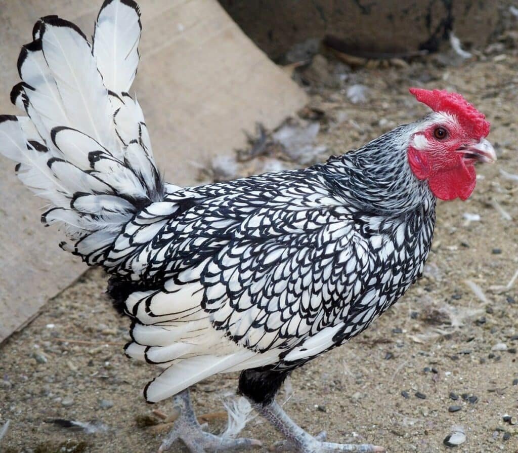 galinha Sebright