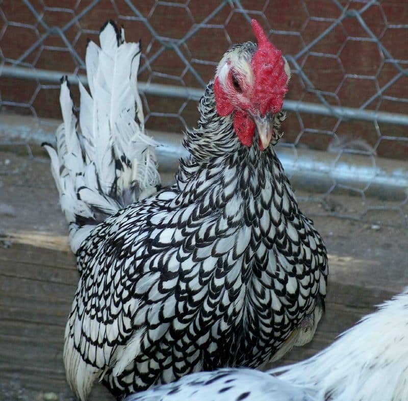 galinha Sebright