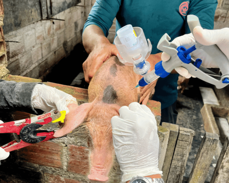 Estado do Nordeste lidera crescimento de suínos no Brasil       