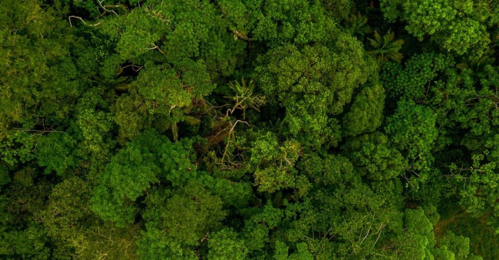 Vista aérea da Floresta Amazônica