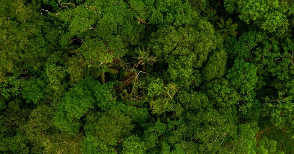 Vista aérea da Floresta Amazônica